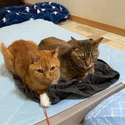 保護猫(キジトラ♀10歳)と暮らしてます🏠R5/10に茶トラ(♂16歳)の保護猫は腎不全の為、虹の橋渡りました🌈40代バツ有の個人事業主🙄若い時沖縄に移住経験あり、元ホテルマン😎🏝️釣りも好き🎣人と話すのも好き🤝無言フォロー失礼します🙇♂️無言フォロー大歓迎😻猫垢🐈🐈⬛独り言時々