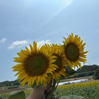 toyomix39's profile picture. 無言フォロー失礼します/自分で飯作るのいいよね/声優の底なし沼にハマっているオタク/NGT(長田)小隊ガチ推し/🌻🐾ゅかにゃー