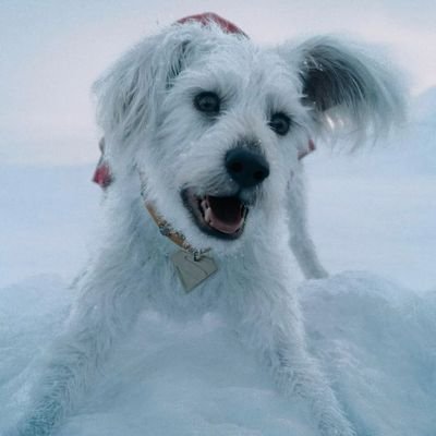super dog Profile