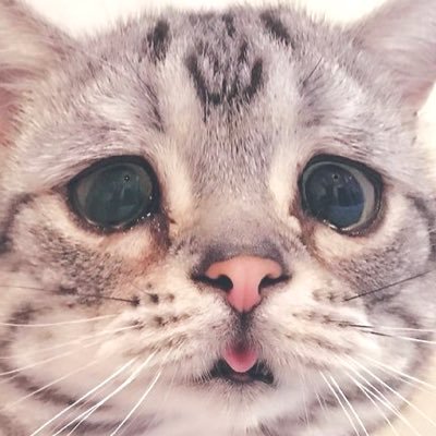 ^^ ☤ 𓂀 ༀ ♡ Joanna Newsom, Sapokanikan: https://t.co/85RV0i2D56 https://t.co/PJCctQykkz… https://t.co/v0UM2FGN5c