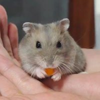 ミニ茶@茶々丸ファミリーズ🐹 (@tyatya00familys) 's Twitter Profile Photo