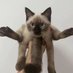 AfterCatnip (@whocareidklol) Twitter profile photo AfterCatnip (@whocareidklol) Twitter profile photo