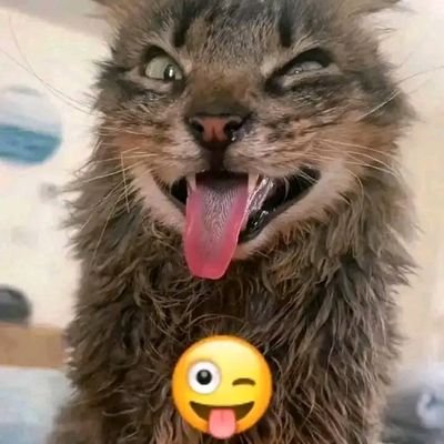 maouhokix11's profile picture. One day..

(Only this account is being used (other accounts are suspended))