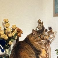 エルマ＠読書と猫 (@elma_book) Twitter profile photo
