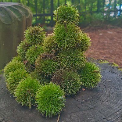 mvpp25's profile picture. ムーミンバレーパークの写真をひたすらアップしたいだけのアカウントのためフォローバックもコメント返信も一切しません。フォローご自由にどーぞ。スナフキンに夢中。日付バラバラです。動画は基本タグつけません。DMはインスタで。💚💙🎩⚠掲載した画像動画の保存再加工配布禁止！ブクマのみ可