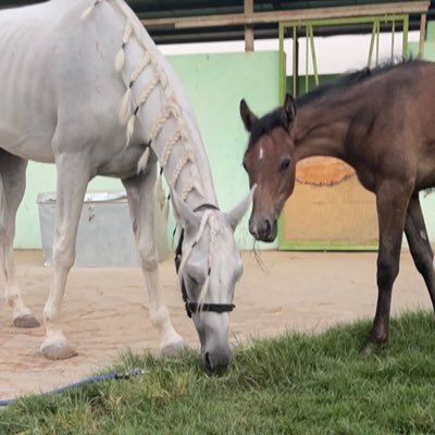 Interested in horses and the beauty of the sky 🪐 🐎 Anesthesia.