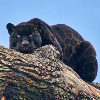 dataa_pirate's profile picture. Tomorrow we will be free!