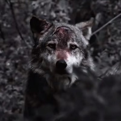MedoHabibi96's profile picture. 