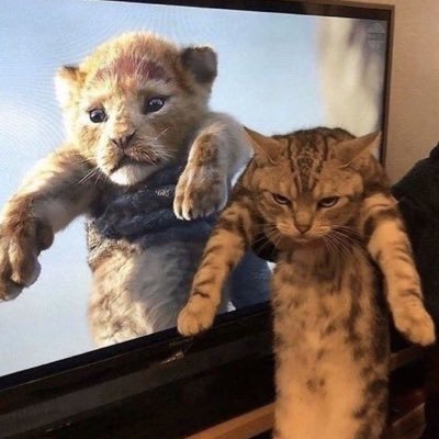 just the best collection of cat posts you will find on the internet