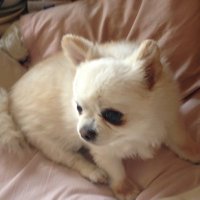 甘党 (@amaindesuyo) 's Twitter Profile Photo 甘党 (@amaindesuyo) 's Twitter Profile Photo
