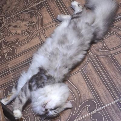 Anndandum's profile picture. 