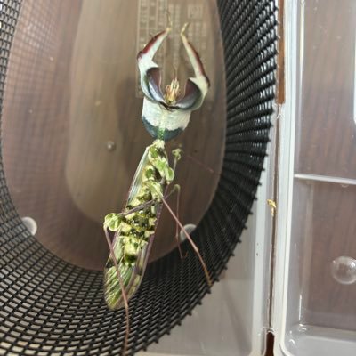 hoikuchan_kuma9's profile picture. 人類史上最弱筋肉マッチョ保育士。筋トレ、クラシック音楽とカマキリクワカブ好き。最近ダンゴムシにハマっています✨脱皮不全に怯える日々💦新ニーサ最短満額💪業者系垢のお掃除面倒臭くなった時は鍵掛けてます。