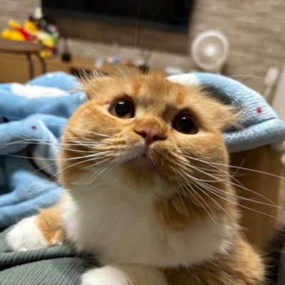 本垢→@yasaka876 アカウント分けました。カラオケ、歌、プライベート、彼女のツイートとかは基本こっちになると思います。【見たい人】はフォローしていただいて【見たくない人】はミュート推薦です。 本垢あるので太鼓だけの人とかはフォロバしないかもです🙏 基本自発はしないと思います🙇♂️愛知