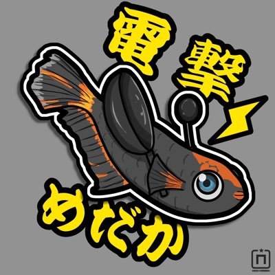 電撃めだかと申します 主に五式系統のめだかをベランダ飼育にて細々と楽しんでおります。販売するほど数もいないし実力もございません。