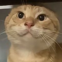 SugarToink (@sugartoinks) 's Twitter Profile