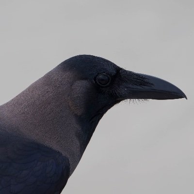 thehousecrow's profile picture. From the corvoid