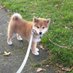 hero mommy's pup (@battle_herro) Twitter profile photo hero mommy's pup (@battle_herro) Twitter profile photo