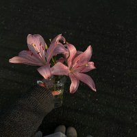 R. (@a_bbr0) 's Twitter Profile