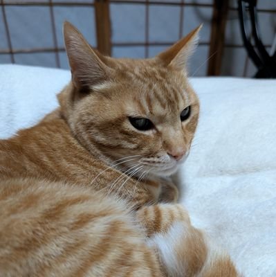 shinkunosakura's profile picture. いまだに熊本市民やってます。 
フォロー時はツイートを必ずご確認下さい。リフォローはきまぐれ。