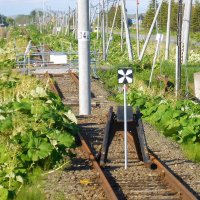 占冠 愁🌙🎣8/23『RUST RUN!!!』発売 (@shu_simcup) 's Twitter Profile Photo