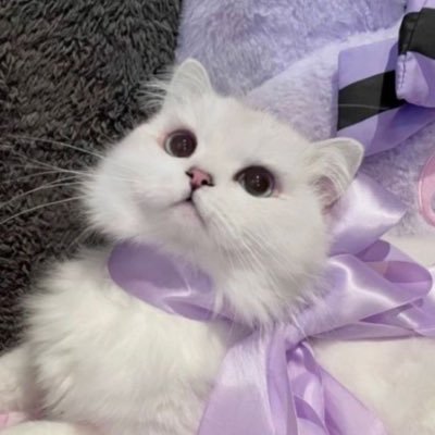 1️⃣9️⃣➕1️⃣⬆️🐈⬛🖤💜✨