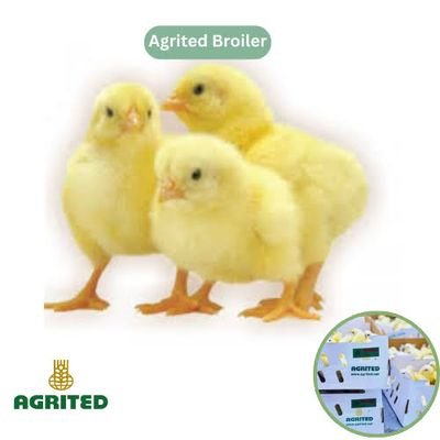 Distributor in all kinds of quality poultry birds (Day old)
