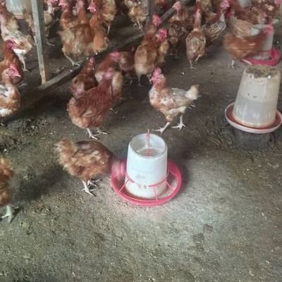 PoultryA23976's profile picture. 