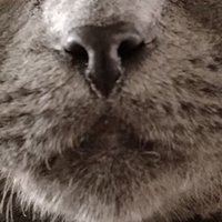 南風猫 (@nazenaze_neko00) Twitter profile photo