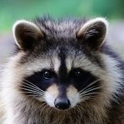 Mapaxe (@mapaxeando) 's Twitter Profile Photo Mapaxe (@mapaxeando) 's Twitter Profile Photo