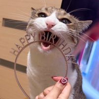 米🌱 (@ioio_mai) 's Twitter Profile Photo 米🌱 (@ioio_mai) 's Twitter Profile Photo