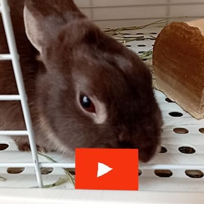 フォローされたらフォロバします！（怪アカ以外）フォローお願いします！よければ❤️＆♻️も!フォロー外されたらフォロバ外すのでご理解を！フォロバ来てなかったら固定ポストの💬へ！(見れない時もあります）#シュの呟き会　で呟いてくれたら返信します。マシュマロ開設!YouTubeもやってます!登録お願いします。
