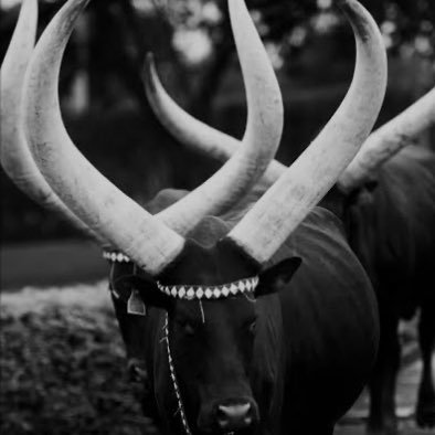 Rwandarwanjye's profile picture. Rwanda nziza🇷🇼 Rwanda rwiza✊ Rwanda nkunda❤