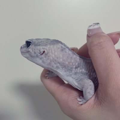 hachuuuus2's profile picture. 爬虫類と日常🌷爬虫類飼育/愛玩動物飼養管理士/動物園＆水族館/生き物が好きです/多趣味💭ྀི