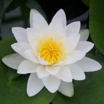 @Lotus131731