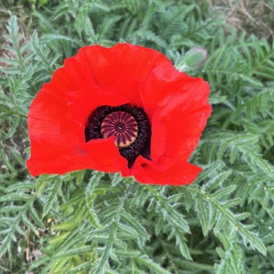 thestoryofsaz's profile picture. ‘why stand up when you can sit down’ Blade, Royal Navy veteran and mild alcoholic. This account is for fun, parodies and knobheads. (also crap food critic)