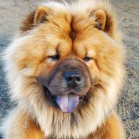 Runo440 (@runo440) 's Twitter Profile