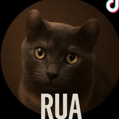 rua_project_jp's profile picture. 🐾 小さな相棒ルアの日常