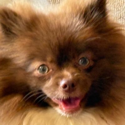 MariaEl65632078's profile picture. Chusquera de teleco, aficionada a vivir bien. Boomer. Sixtenial. #SinCienciaNoHayFuturo