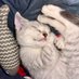 thị Gạo 😸 (@thigaooo) Twitter profile photo thị Gạo 😸 (@thigaooo) Twitter profile photo