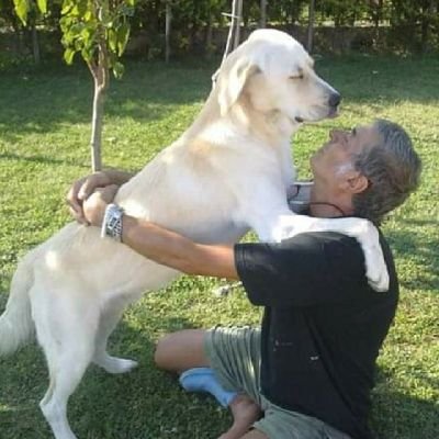 köpek sever