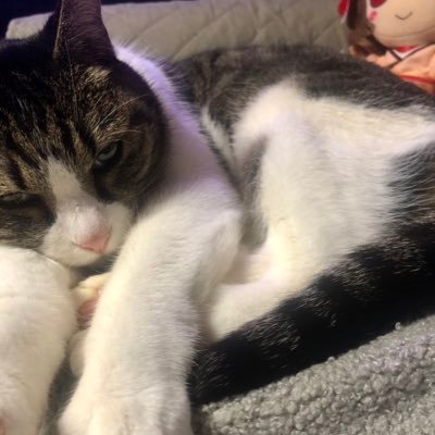 ruca40392's profile picture. 猫と酒と麻雀と