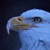 EagleEye (@eagleeye_34) Twitter profile photo EagleEye (@eagleeye_34) Twitter profile photo
