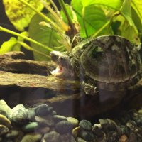 そーいち (@umwwo) 's Twitter Profile