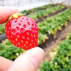 superta9mar's profile picture. 2025夏スクで突然のアカウント凍結により転生。
慶應通信71期🌸組(経済・特別)/エンジニアおじさん/ツイッター慶友会(架空)/3児のパパ/高専卒(仙台)
現在122単位(卒業認定116単位)。卒論進捗だめです。
基本鍵ですが慶應通信生とわかる人はフォロー許可してます。