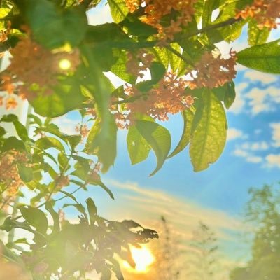 昆虫を中心に生き物を広く浅く。散歩しながら探してます。基本的に採集・飼育はしません。無言フォロー失礼します。 /九州