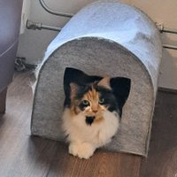 Lillith Vanderberg (@moochinatorr) 's Twitter Profile