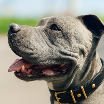 Firulaysf1's profile picture. Historias de un disléxico que ama a los perros y la F1. 🐶🏁 Aquí no hay filtros: solo verdad, alma y corazón. Twitch: firulaysf1