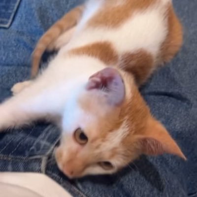 feedingstrayys's profile picture. We’re friends feeding strays in our society, come be part of the family.