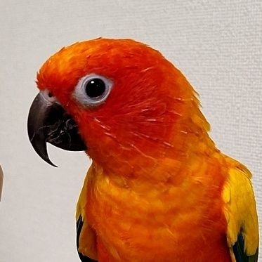 鳥類大好き、鳥飼い、ゆるバードウォッチャーです。
植物も好き。身の回りの雑草雑木チェックが日課です。
最近は、文楽と落語も好きになりました。
伝統芸能は深くて面白い!!