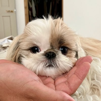 石川県からやってきたシーズーの女の子こまの日常🐾名前は狛犬っぽいからこまです♪ 毛は長め♪ドッグモデルもやらせてもらってます✨所属:DOG MODEL AGENCY🎂2024.1.8 →🏡2024.4.7(こまの事以外もたまに呟きます)